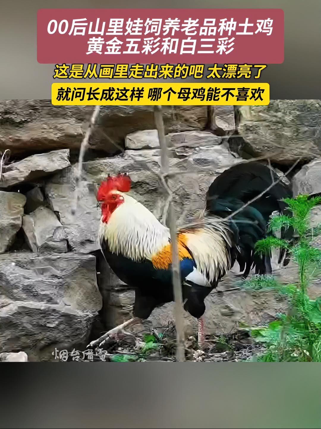 3月3日(采访时间),贵州。谁家的大公鸡长这么漂亮啊?感谢分享@农村挖鸡 观赏鸡 爱鸡人士