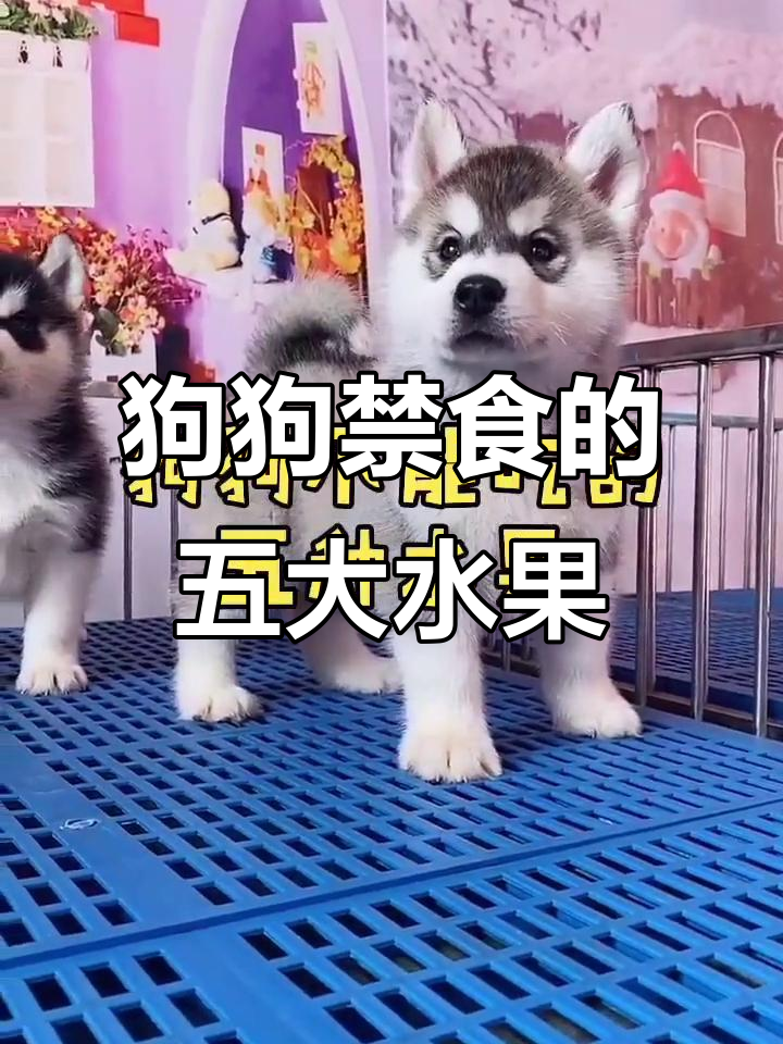 狗狗不能吃的五种水果,了解这些危害