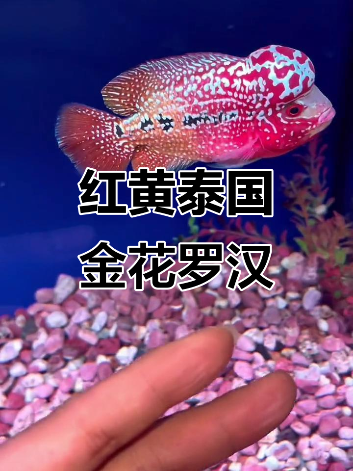 靓仔红黄泰国金花罗汉鱼,拉线包头纹路清新