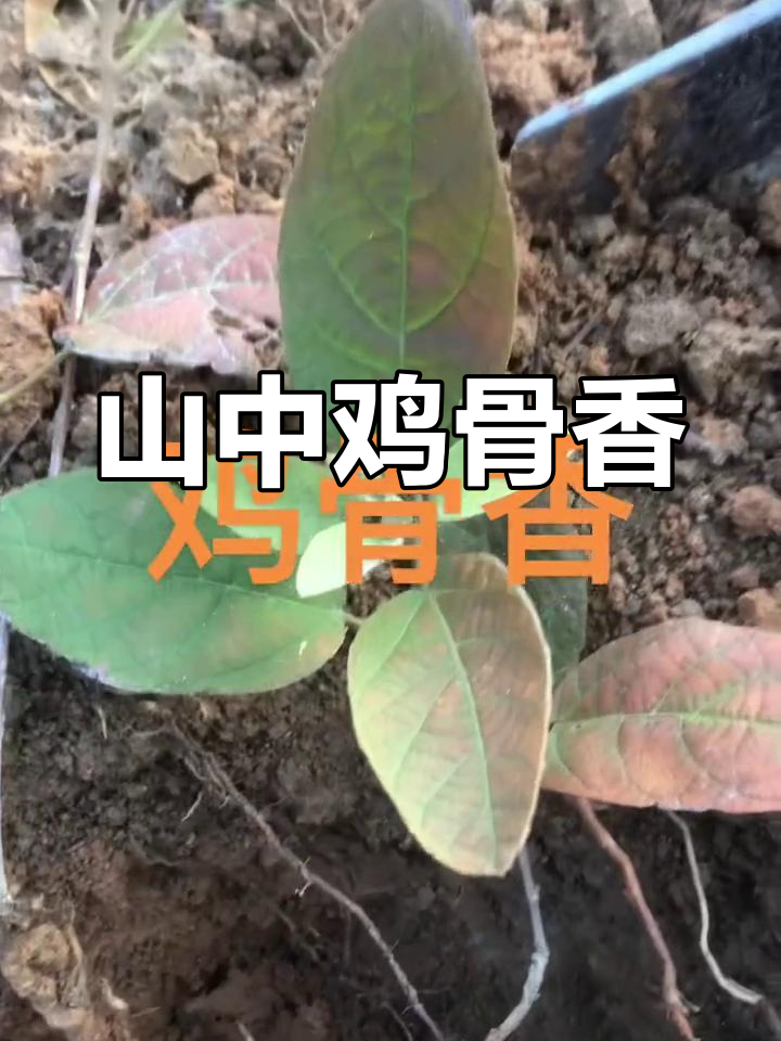 大山里的鸡骨香与透地龙,香气扑鼻!