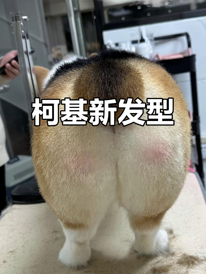 亲自为柯基剪毛,造型更可爱!