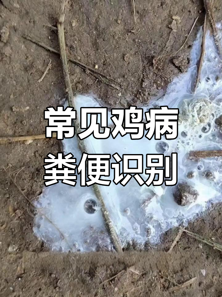 鸡病诊断与防治:从新城疫到盲肠球虫的粪便分析