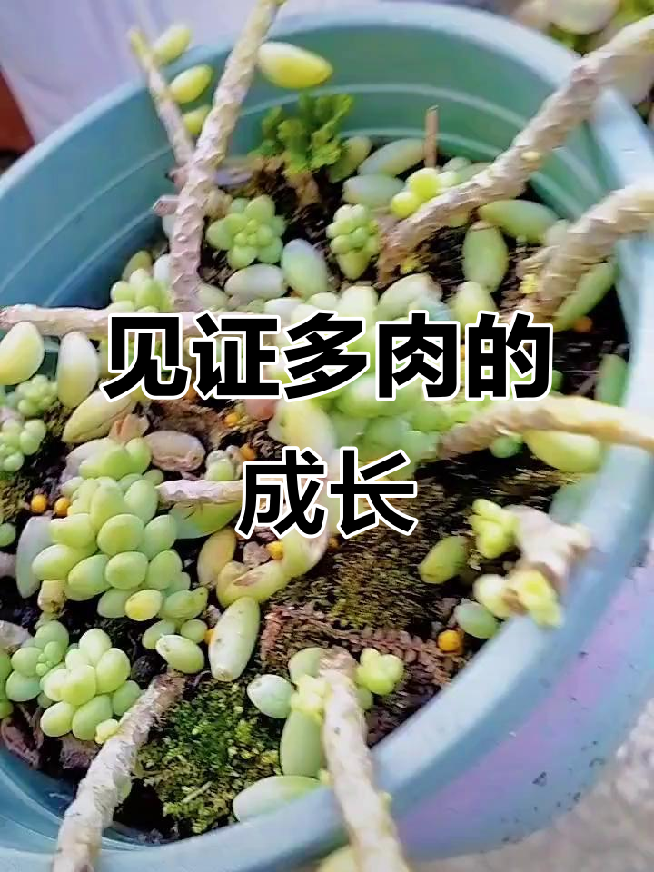 多肉成长记:从暴芽到枝繁叶茂,陪伴是最长情的告白