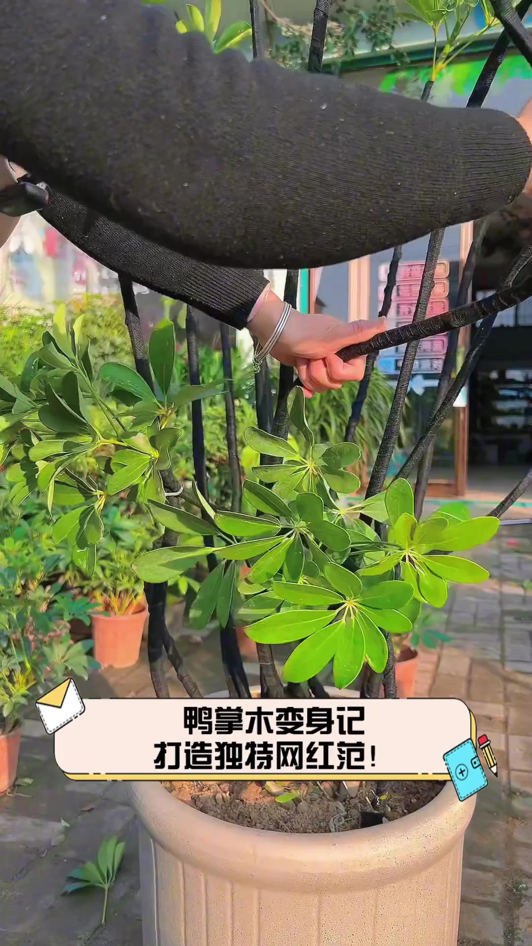 鸭掌木变身记,打造独特网红范!