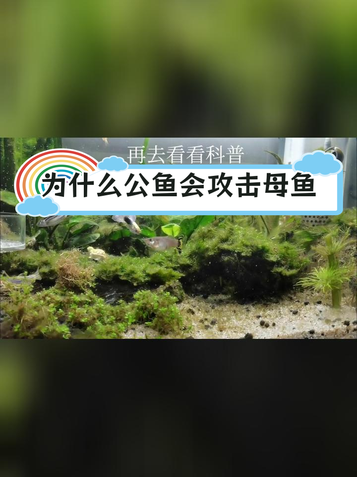公鱼为何追咬母鱼?