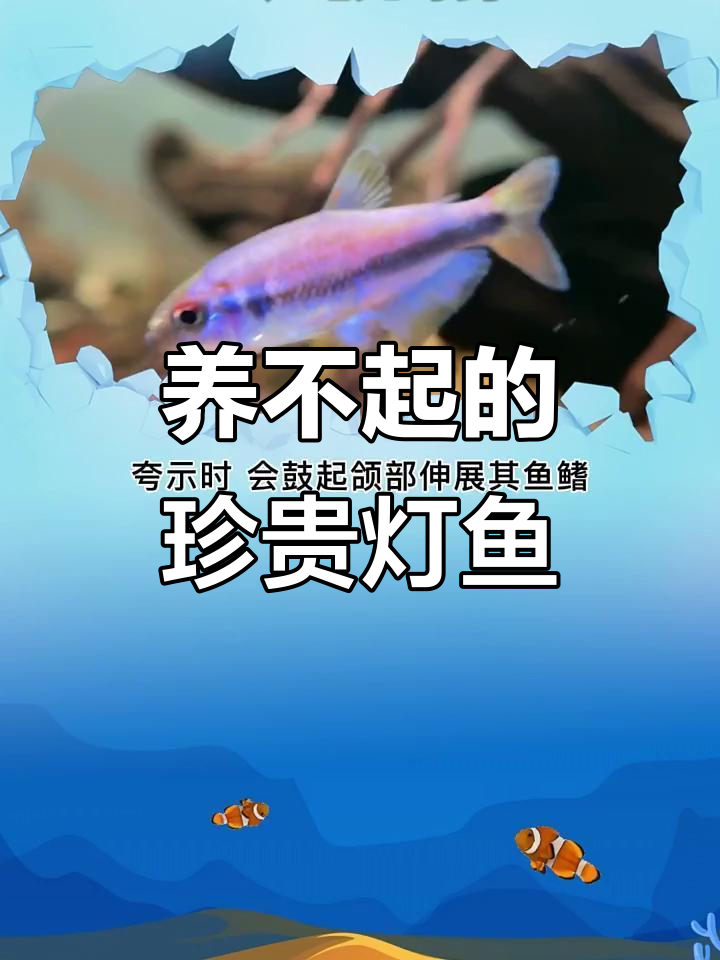 灯鱼之王与珍稀品种揭秘：电光毒药、黄金二线钢骨灯鱼等