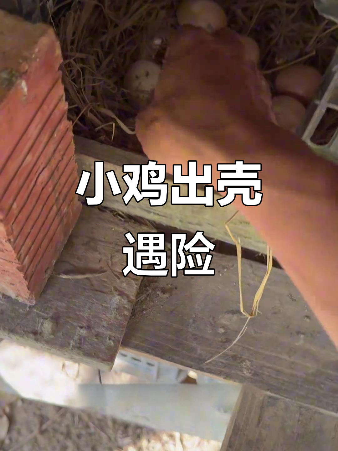 母鸡孵蛋期间离巢,小鸡出壳后竟遭遇意外