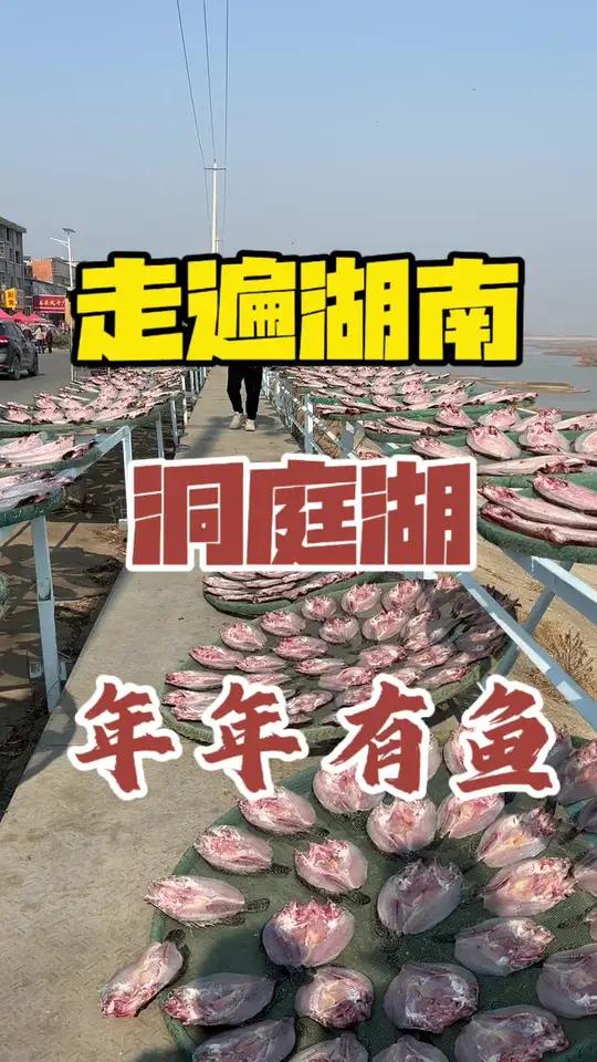 岳阳洞庭湖畔,独特的晒鱼场面,你见过吗?走遍湖南岳阳 洞庭湖晒鱼