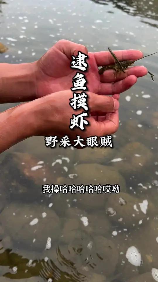 野采 创作灵感 野采鳑鲏变成野采大眼贼,玩的就是真实……大眼贼 野采原生鱼