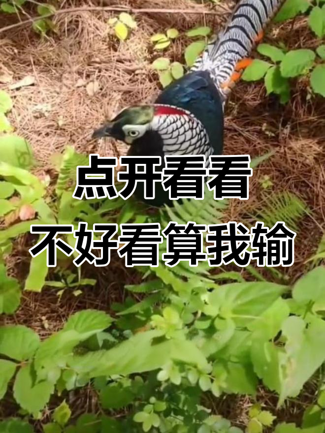 抖音短视频,点开不后悔!