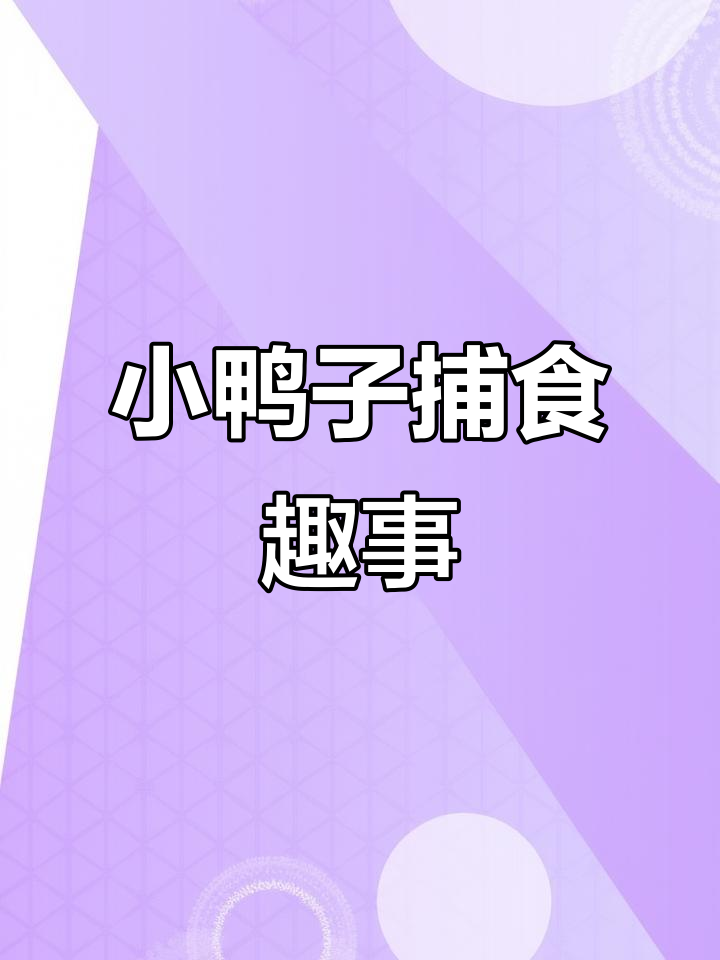 小松鸭吃小鱼虾,吃得津津有味