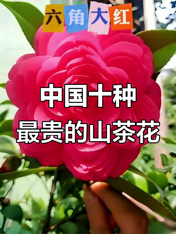 探秘中国十大名贵茶花,你见过几种?