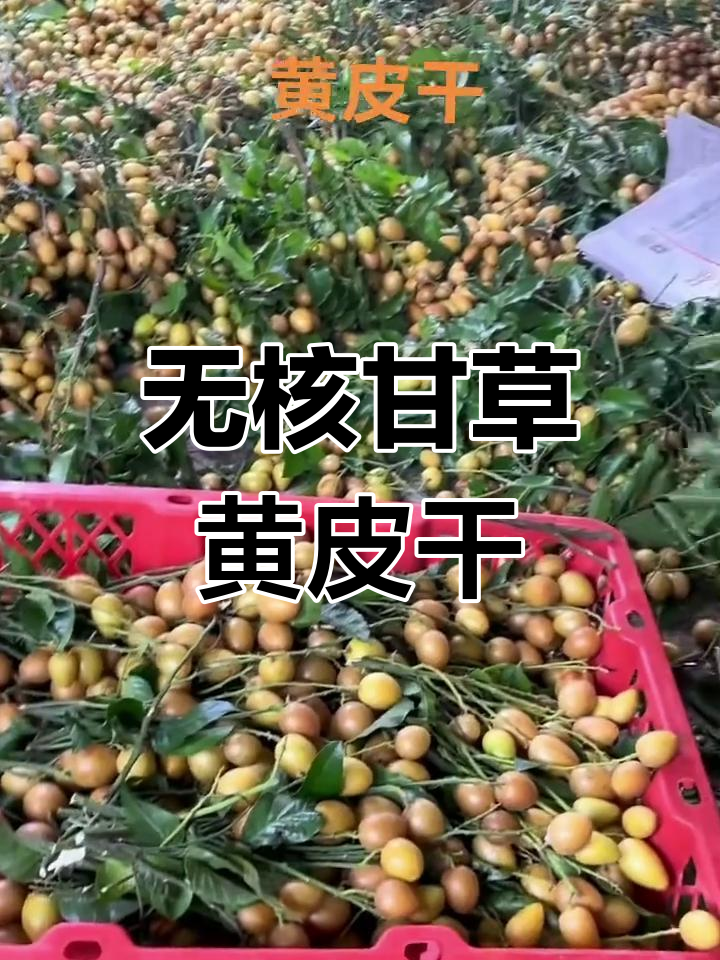 无核甘草黄皮干,口感鲜美让人无法抗拒