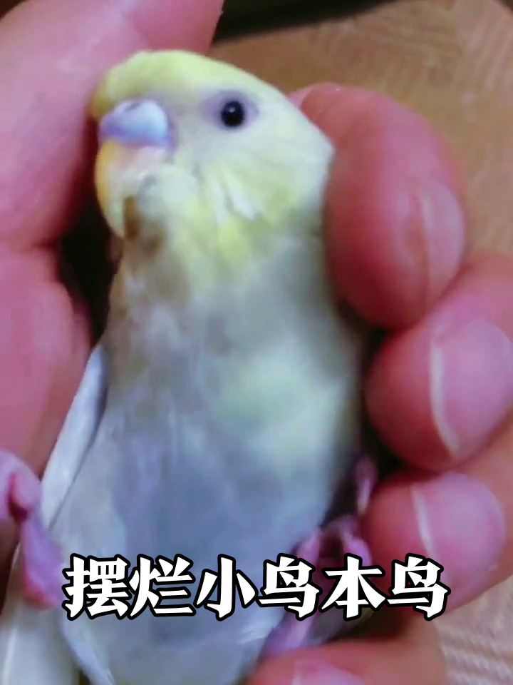 小鸟困到睁不开眼,爪子比耶秒变懵圈表情包,摸鱼现场?