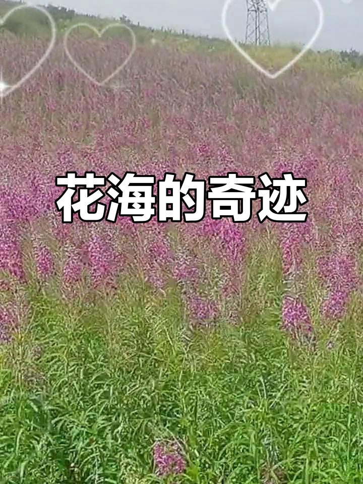 柳兰沟草原，世界仅存的两片野生花海之一