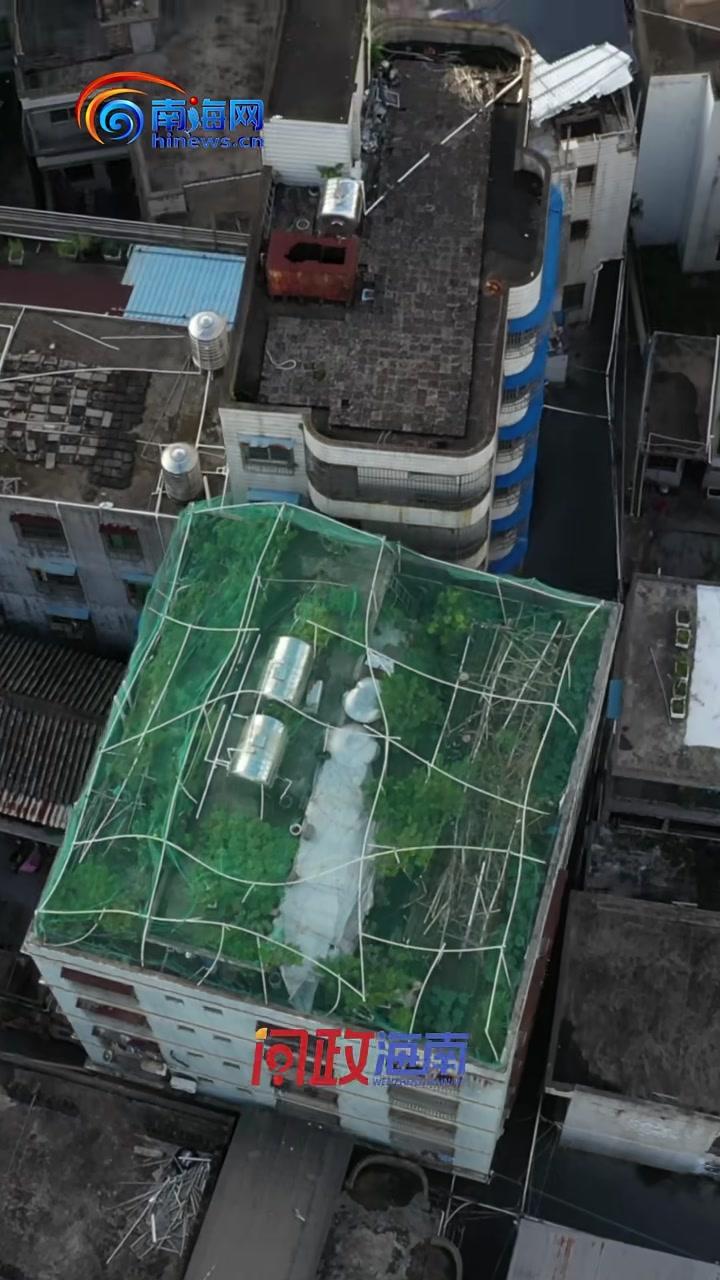问政海南|海口琼山区一住宅楼顶现“空中菜园”,执法部门现场查看后要求一周内整改 海口