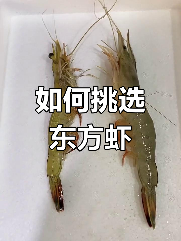 东方虾选购指南:公母有别,选对才好吃