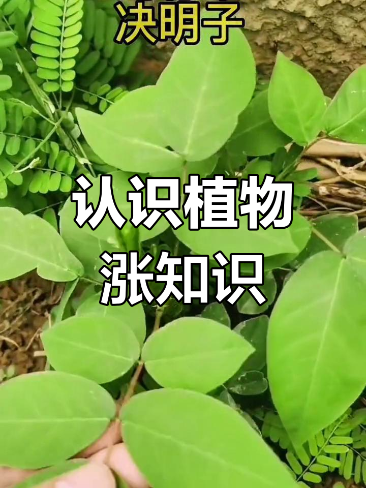 了解鸡骨草与决明子