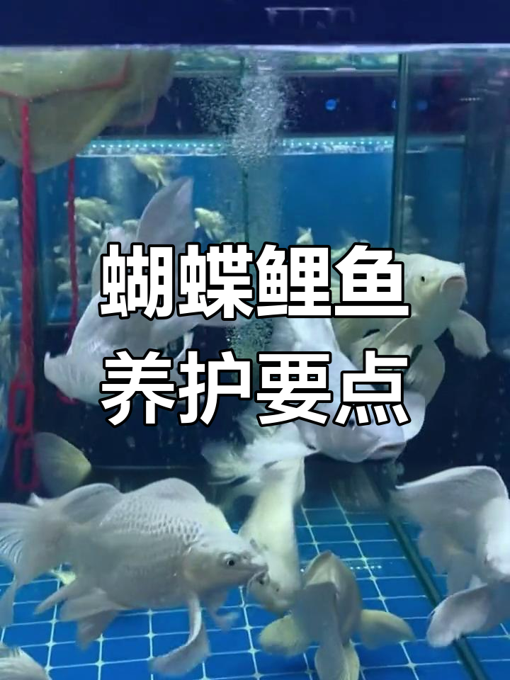 蝴蝶鲤鱼养殖技巧:水温、喂食全攻略