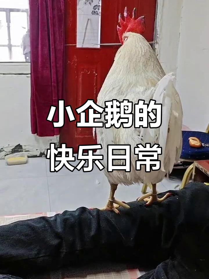 这三只小企鹅,每天都能治愈你的心情!