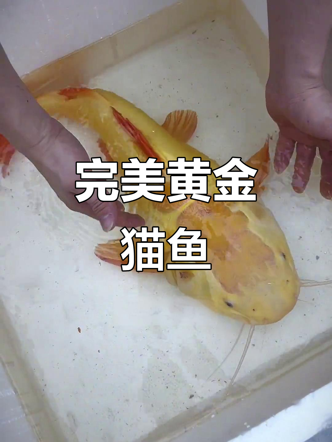 这只黄金猫鱼太美了,脑袋宽壮叫声震撼