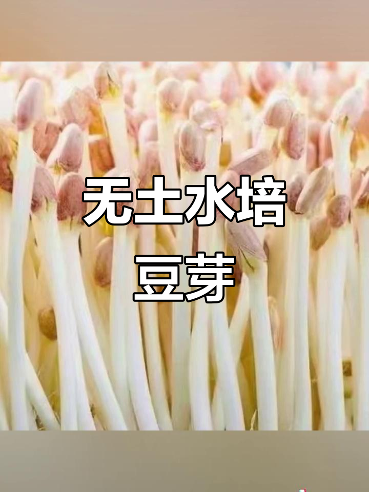 水培花生芽,简单又高效的无土栽培方法