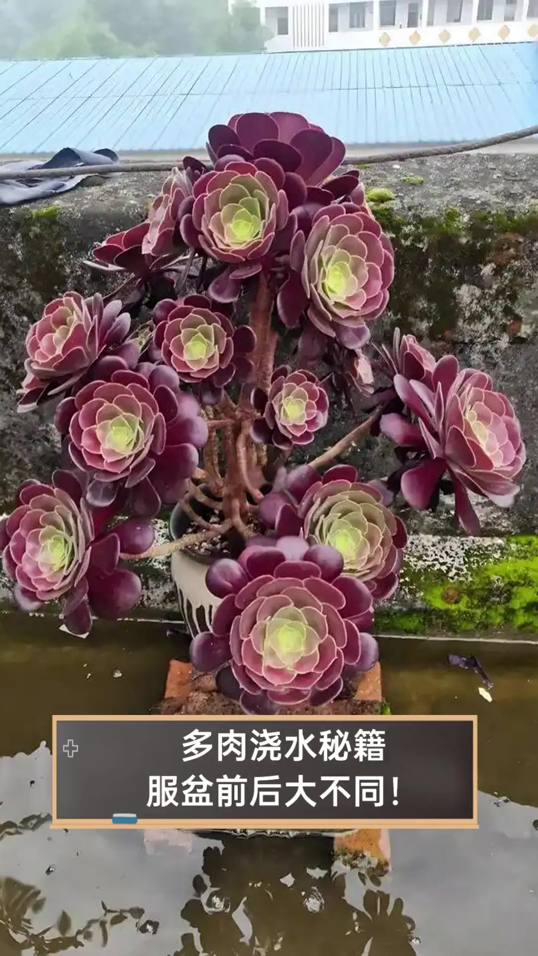 多肉浇水秘籍,服盆前后大不同!