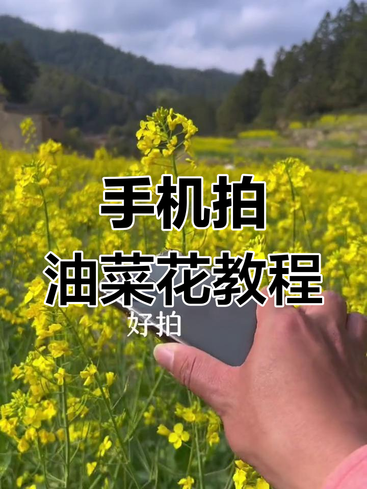 油菜花拍摄技巧大揭秘,手机原相机这样拍超美