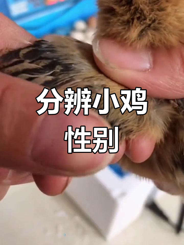 小鸡公母辨别技巧,轻松掌握