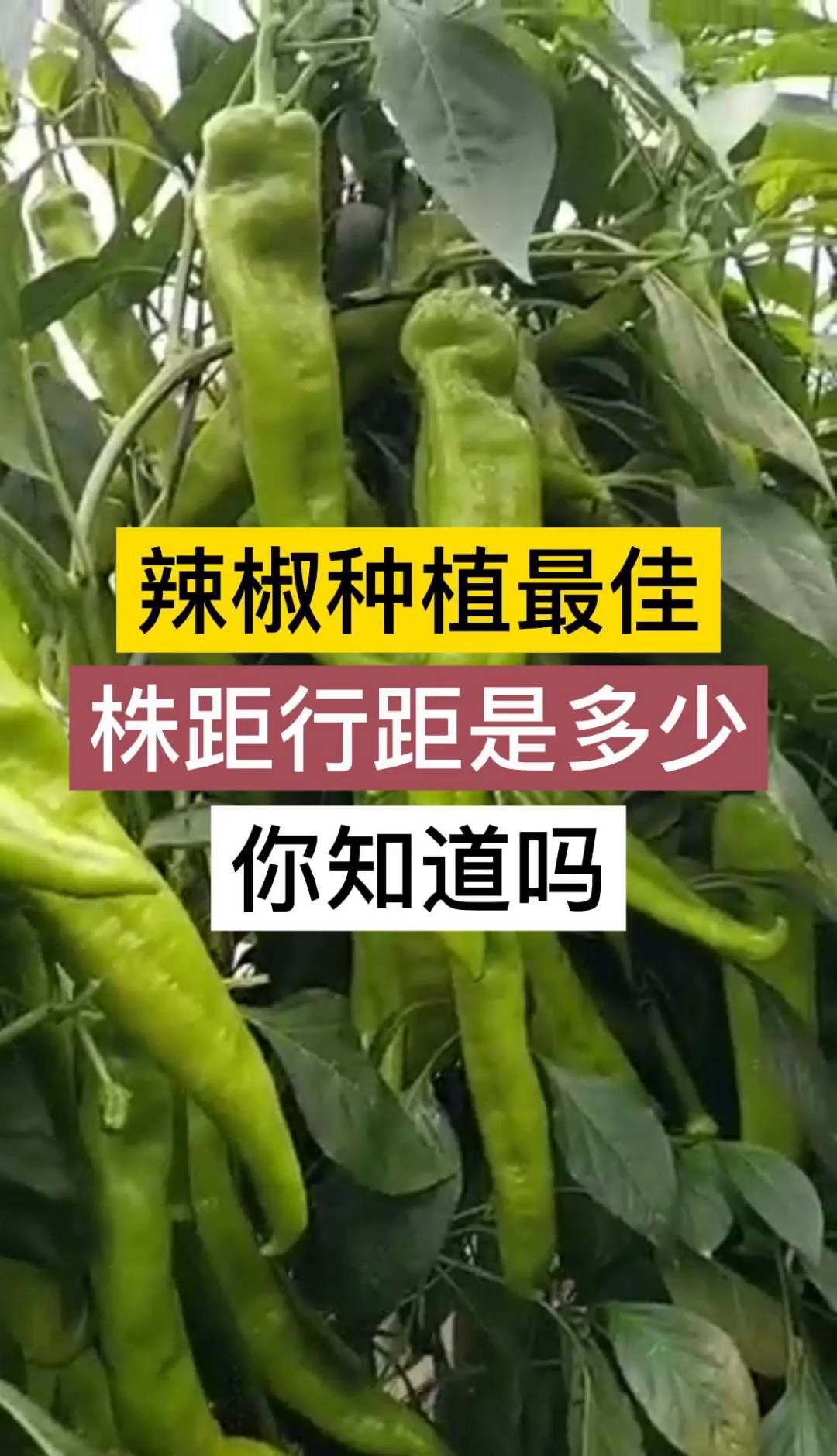辣椒种植的最佳株距行距是多少