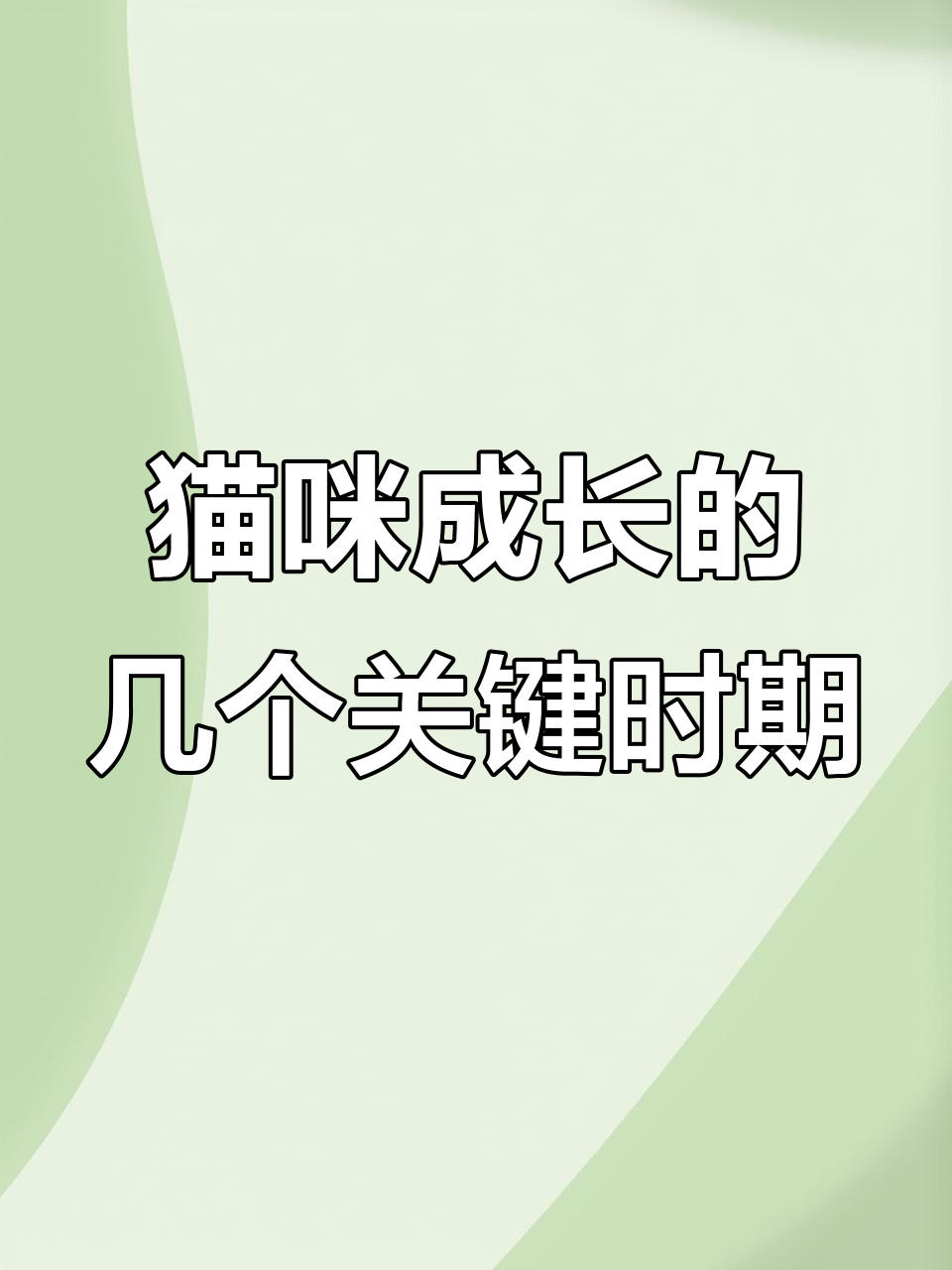 小猫成长全攻略:从睡眠到好奇探索的每个阶段