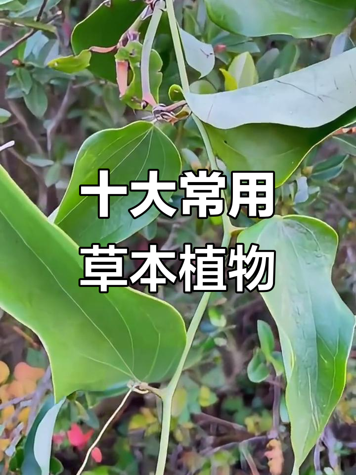 十种常见草本植物,了解一下它们的功效与作用