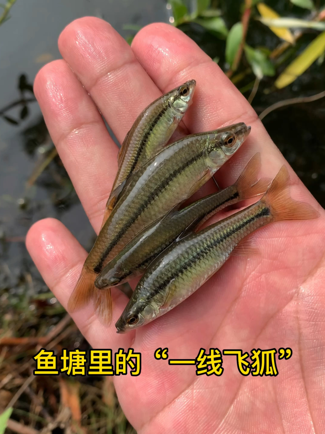 鱼塘里的“一线飞狐”