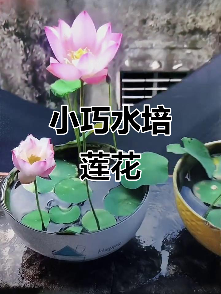 碗莲:小茶杯里的水中荷花,简单又美丽