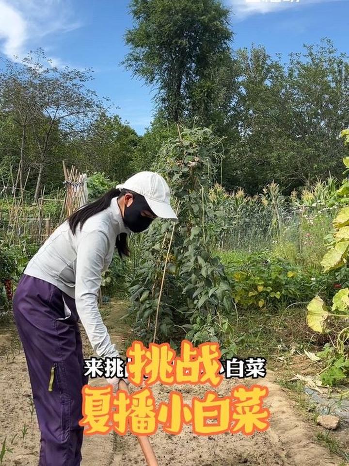 天天吃瓜果想换换口味了，来挑战一下夏季不打药播种小白菜和四九菜心