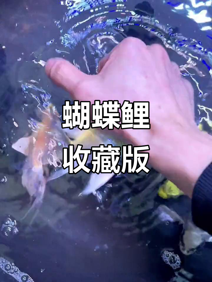 蝴蝶鲤全品种大揭秘,冷水观赏鱼终于集齐!