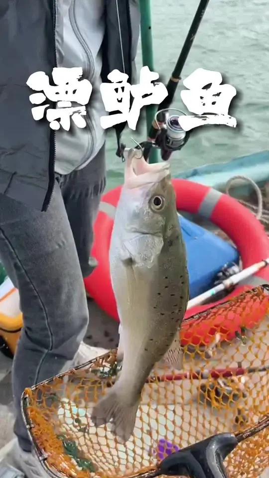 尝试新钓法漂鲈鱼 天气冷了,鲷科类鱼口少了很多,今天和钓友带了活虾和本虫,上半场漂鲈鱼,下