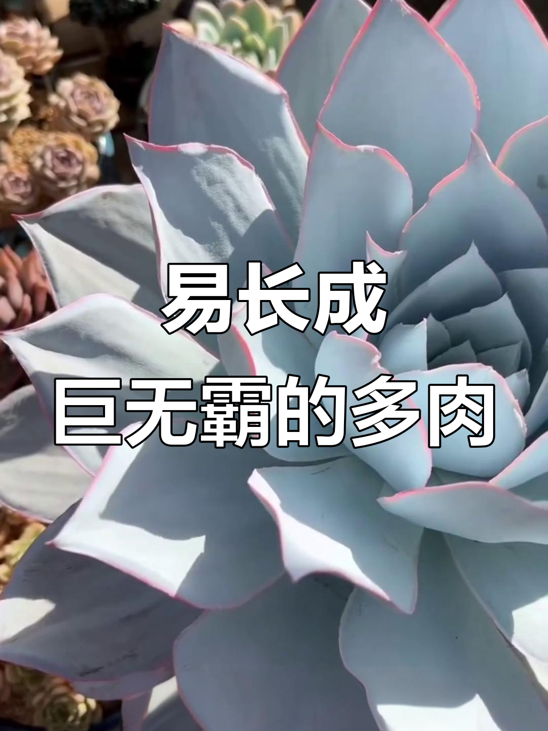 10款巨型多肉植物,看看你养过几种?