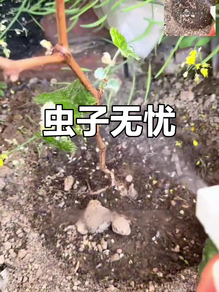 新栽菜苗遭虫咬,喷一喷轻松解决,植物花卉都能用!
