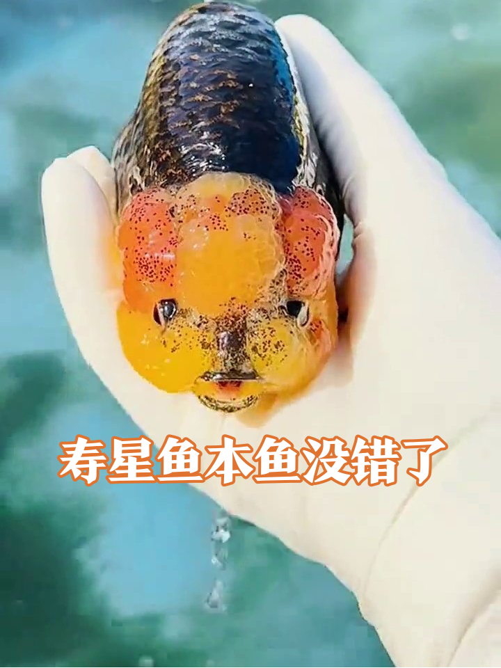 鱼界寿星公上线!橙红肉瘤配腮红萌翻全网