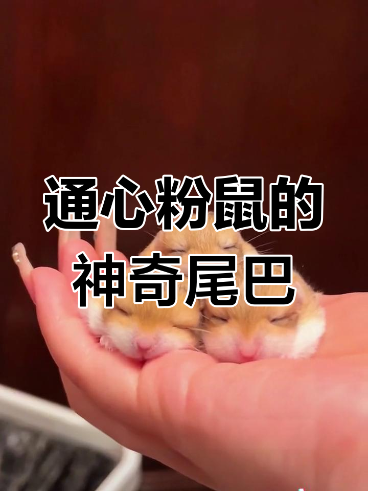 尾巴能储水,通心粉鼠如何成为沙漠生存大师?