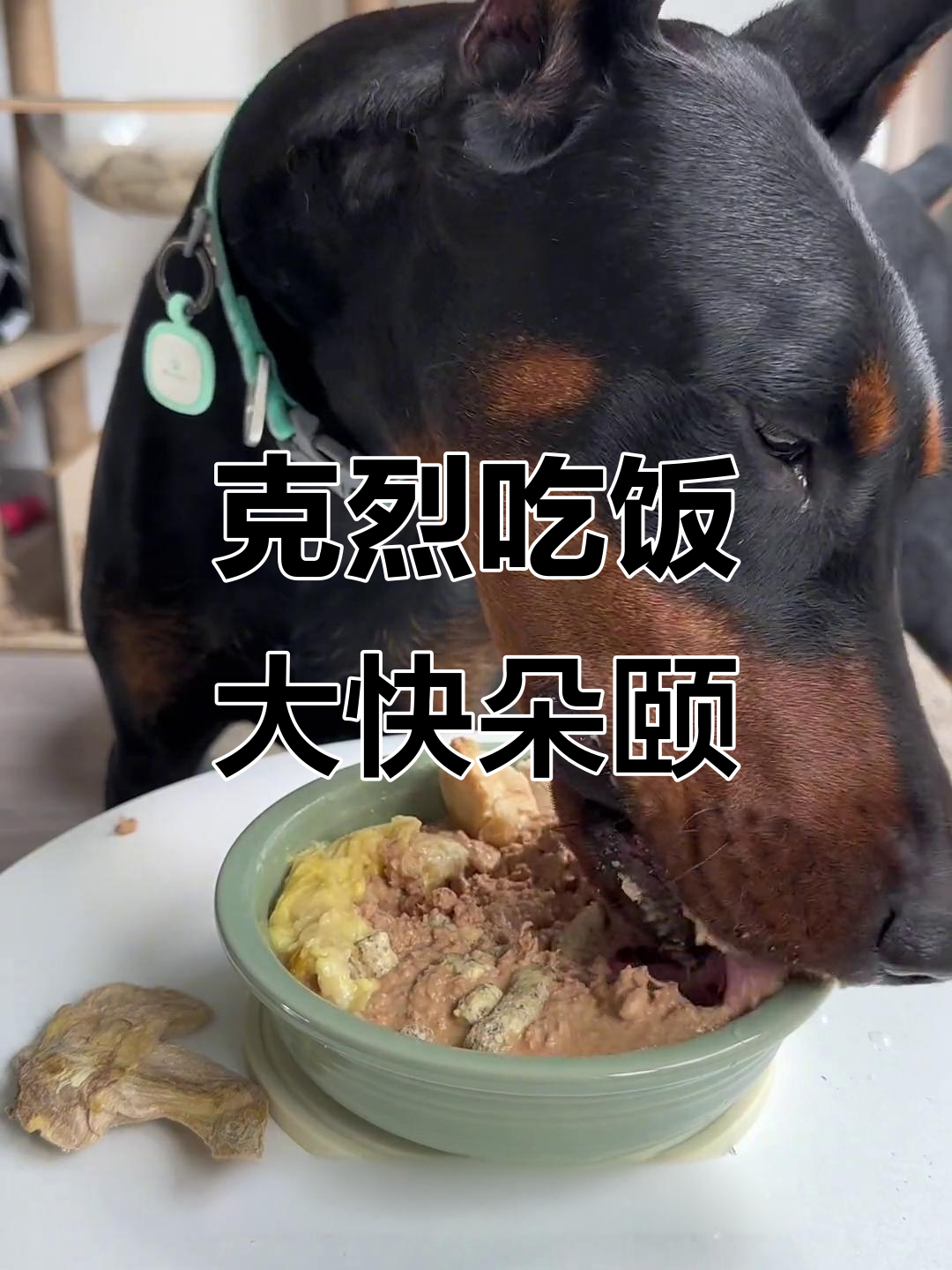 杜宾克烈吃火鸡罐头,蘑菇汤拌饭超有食欲