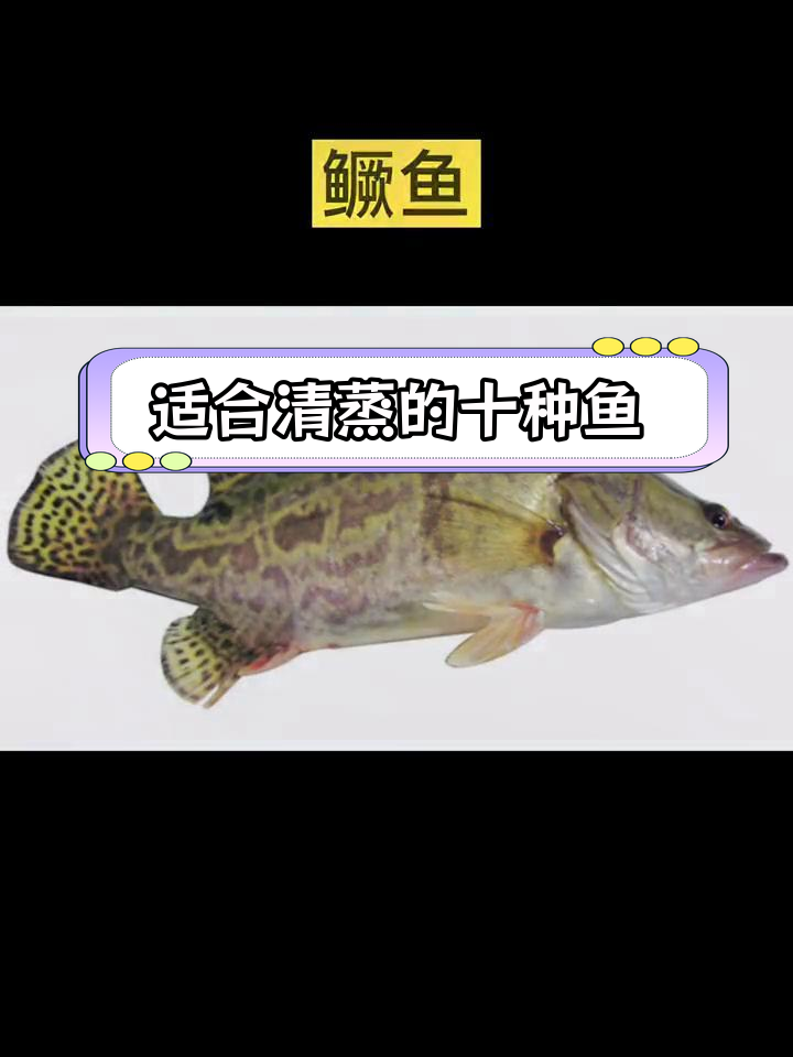 清蒸鱼推荐:十大美味鱼类