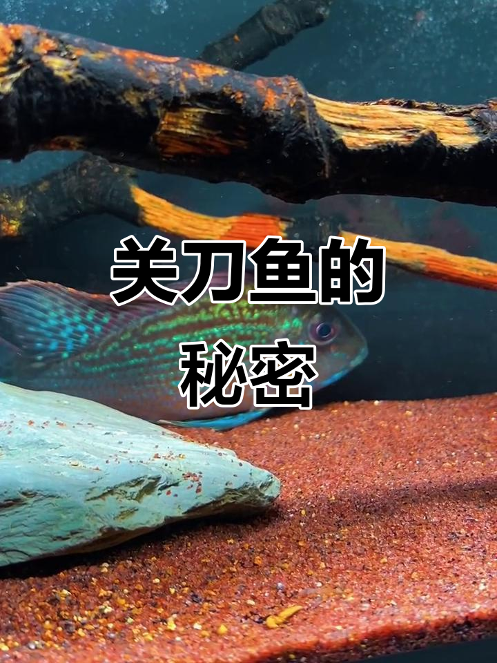 斯威尼关刀，美丽淡水鱼，慈鲷科成员