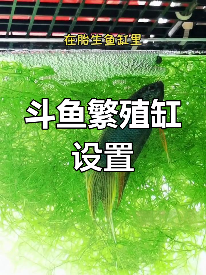 斗鱼产卵大战:竹节草与躲避设施的完美配合