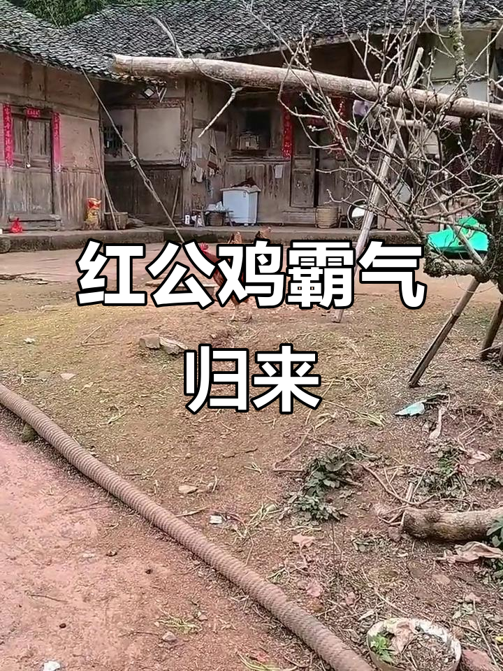 一个月后,红公鸡更显威猛,气势如虹!