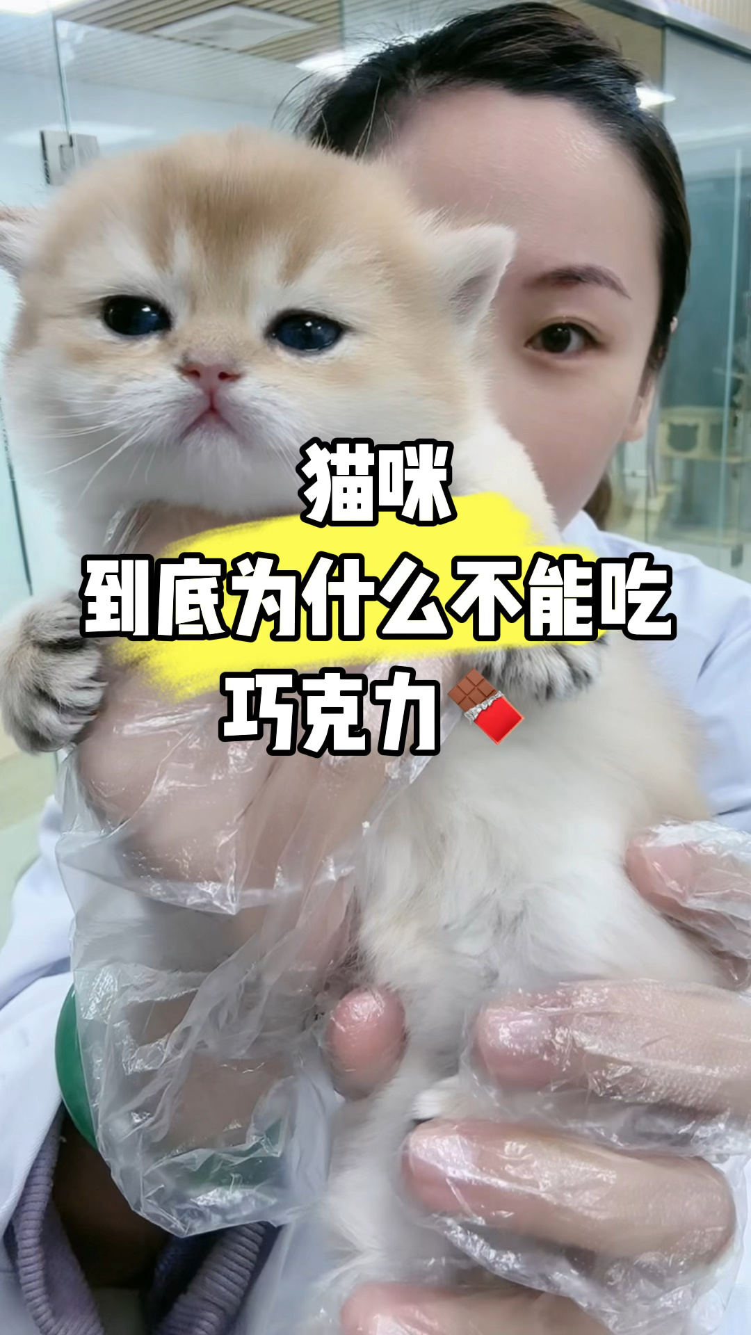 猫咪,到底为什么不能吃巧克力?