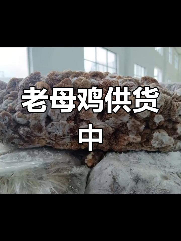 山东老母鸡持续供应,空白区域诚邀代理商合作