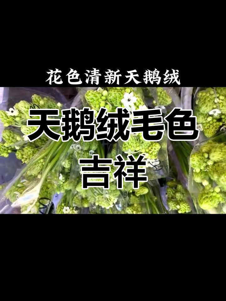 象征好运的天鹅绒,花艺中的焦点