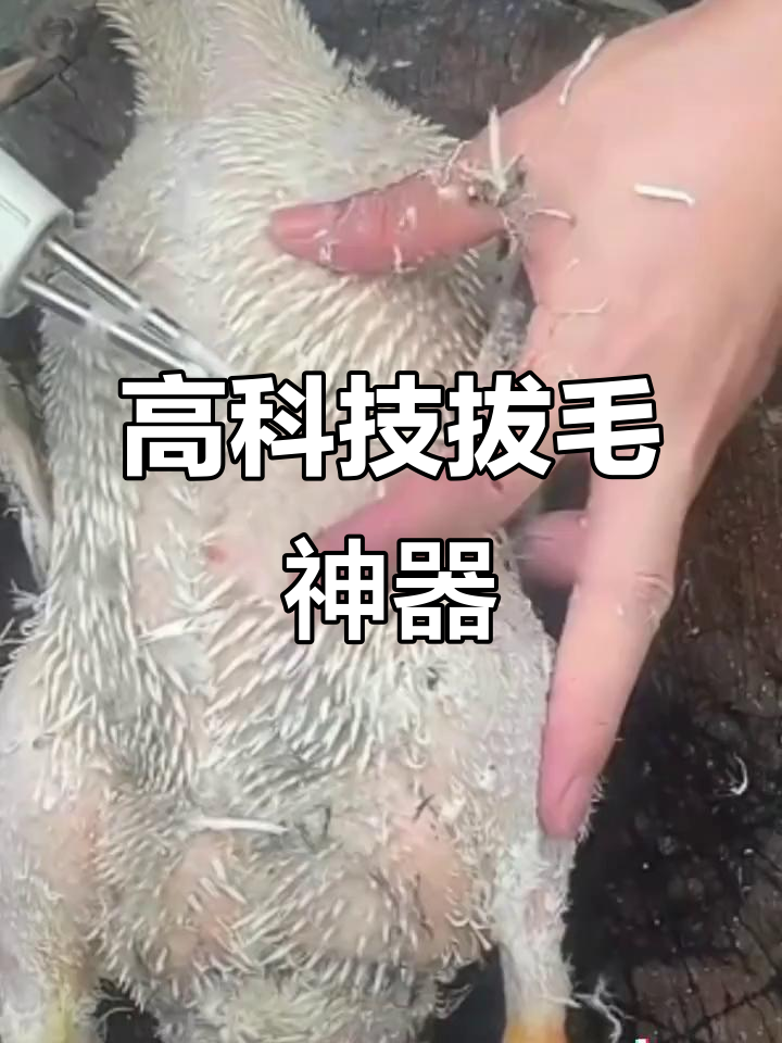 快速拔毛神器,轻松去鸡鸭鹅猪羊牛狗兔鼠鸽毛发